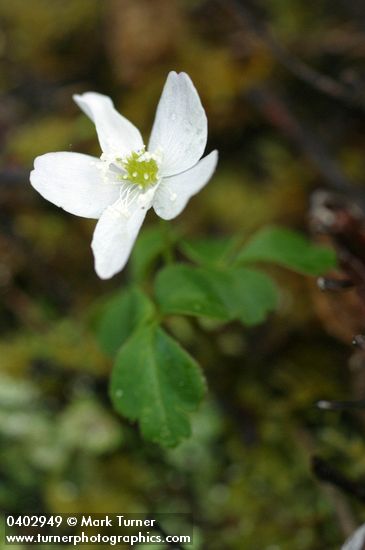 Oregon Anemone