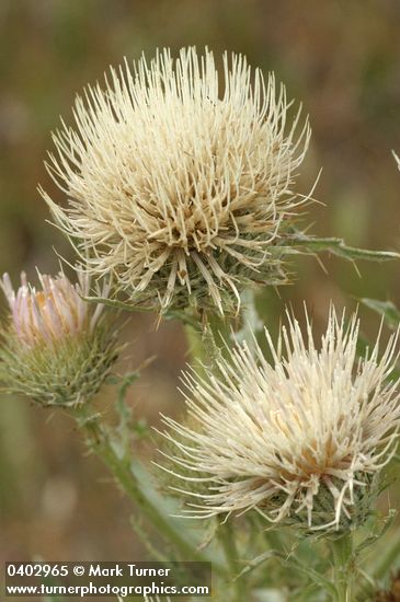Peregrine Thistle blossoms detail