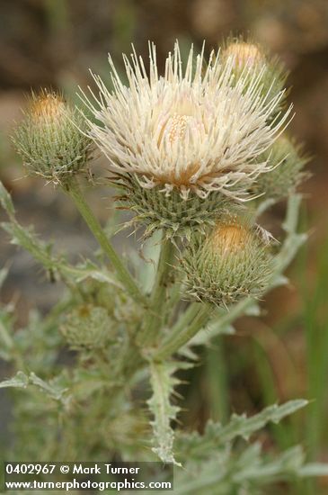 Peregrine Thistle blossoms detail