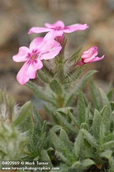 Yreka Phlox blossoms & foliage detail