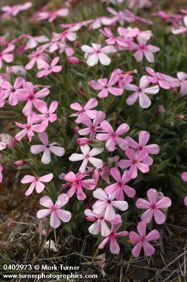 Yreka Phlox