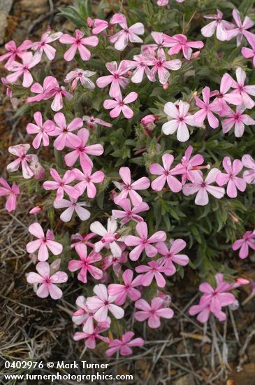 Yreka Phlox