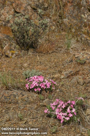 Yreka Phlox in lithosol habitat