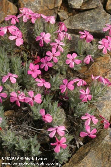Yreka Phlox among rocks