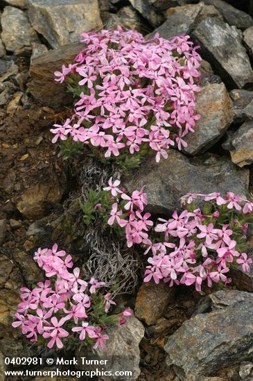 Yreka Phlox among rocks