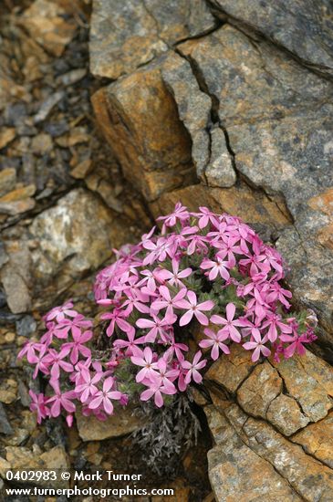Yreka Phlox among rocks