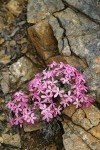 Yreka Phlox among rocks