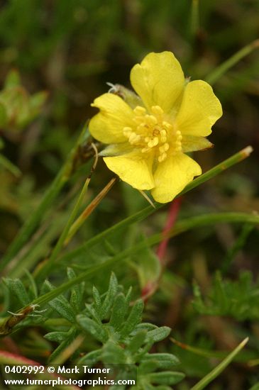 Klamath Cinquefoil