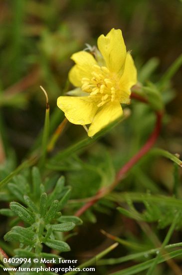 Klamath Cinquefoil