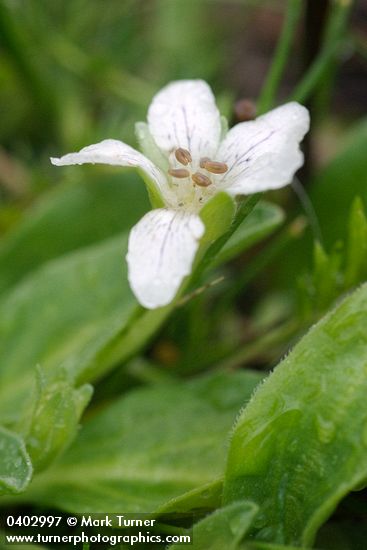 California Hesperochiron blossom & foliage detail