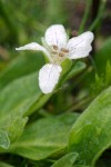 California Hesperochiron blossom & foliage detail