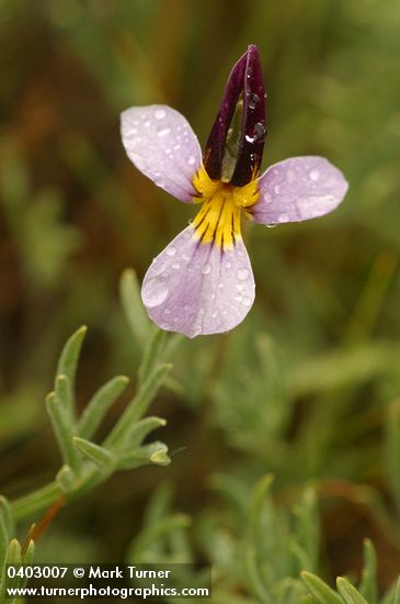 Beckwith's Violet blossom detail