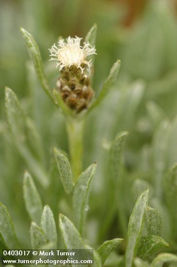 Low Pussytoes female blossom & foliage detail