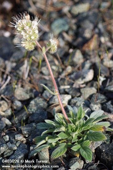 Serpentine Phacelia
