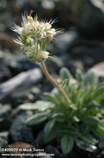 Serpentine Phacelia
