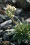 Serpentine Phacelia