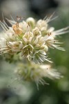 Serpentine Phacelia blossoms detail