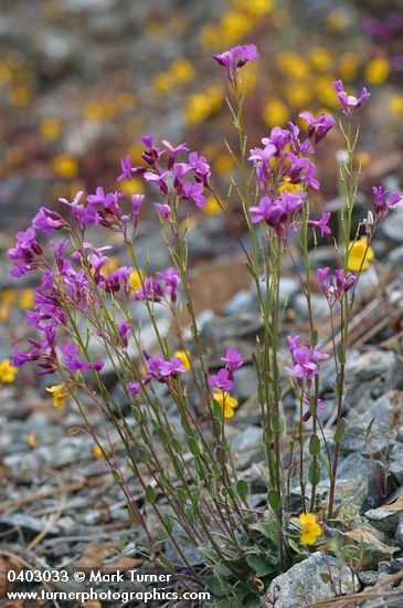 Waldo Rockcress w/ Yellow Monkeyflower soft bkgnd