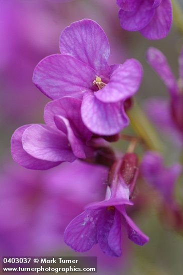 Waldo Rockcress blossoms detail