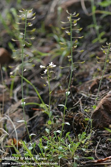 Siskiyou Pennycress