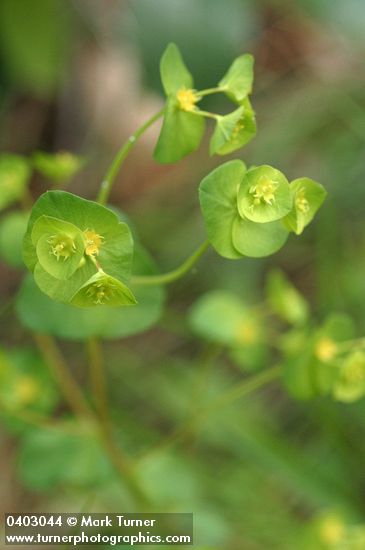 Chinese Caps blossoms