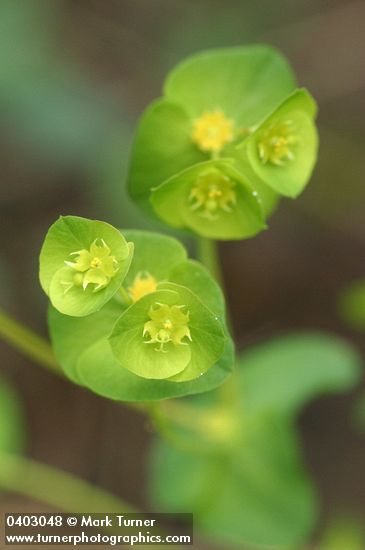 Chinese Caps blossoms detail