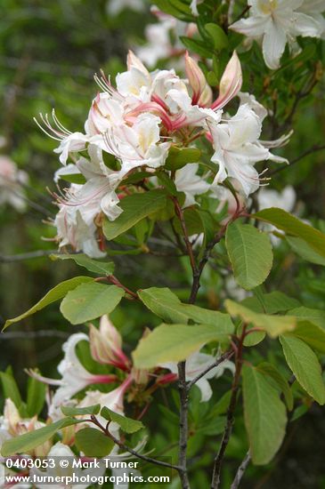 Western Azalea blossoms & foliage