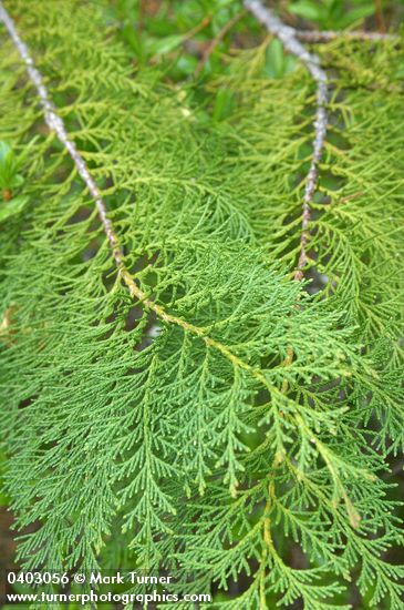 Port Orford Cedar foliage detail