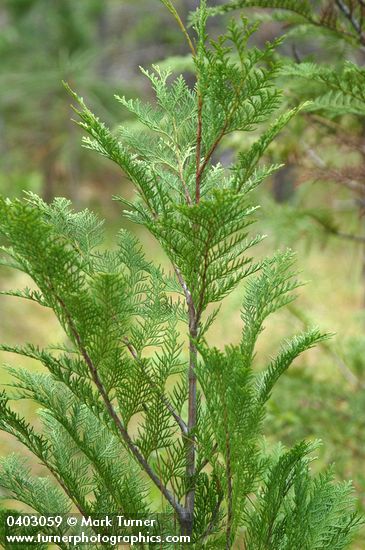 Young Port Orford Cedar detail