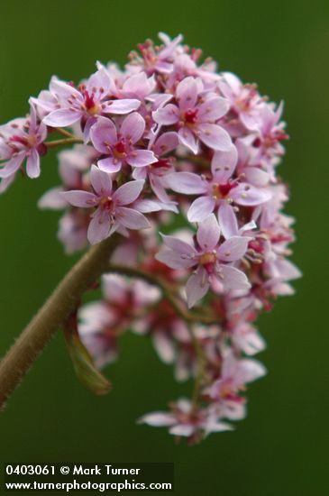 Umbrella Plant blossoms detail