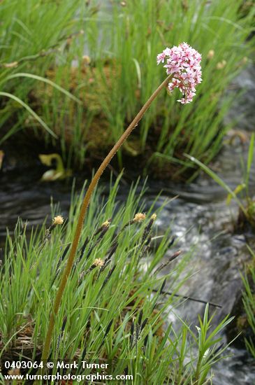 Umbrella Plant blooming above sedge foliage