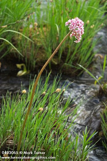 Umbrella Plant blooming above sedge foliage