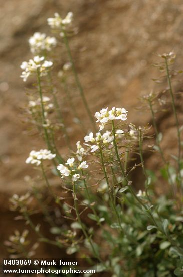 Siskiyou Pennycress