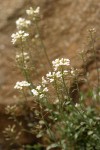 Siskiyou Pennycress