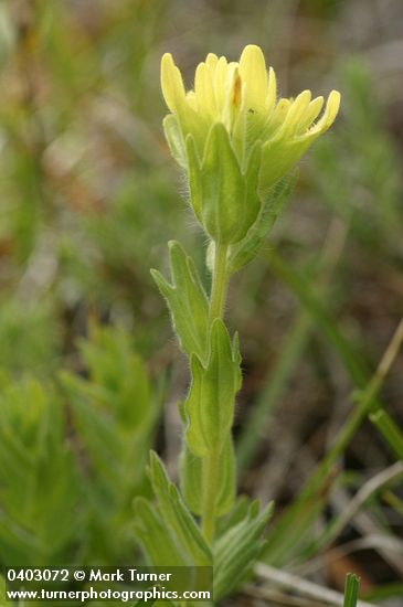 Shortlobe Paintbrush (yellow form)
