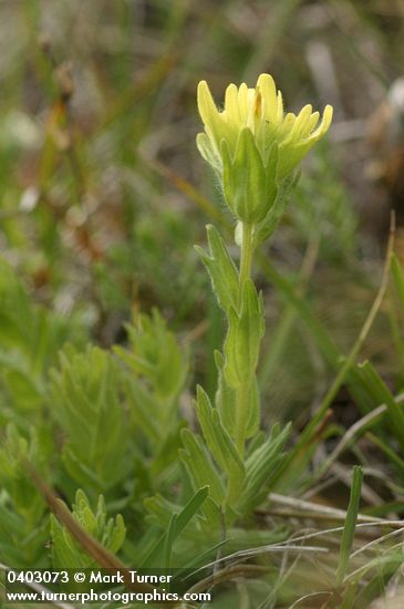 Shortlobe Paintbrush (yellow form)