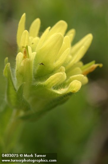 Shortlobe Paintbrush (yellow form) bracts & blossoms detail