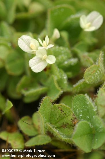 Subterranean Clover blossoms & foliage