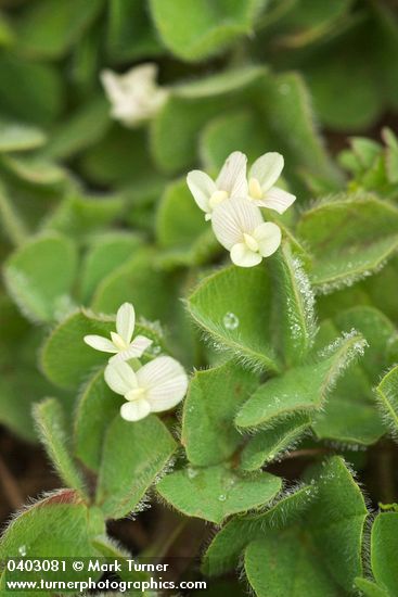 Subterranean Clover blossoms & foliage