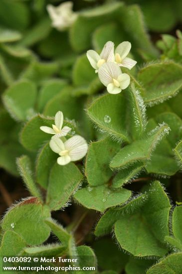 Subterranean Clover blossoms & foliage