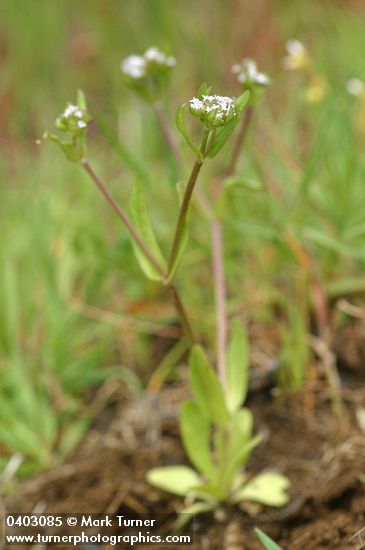 European Corn-salad