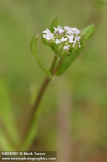 European Corn-salad blossoms detail