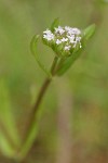European Corn-salad blossoms detail