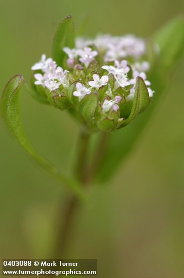 European Corn-salad blossoms detail