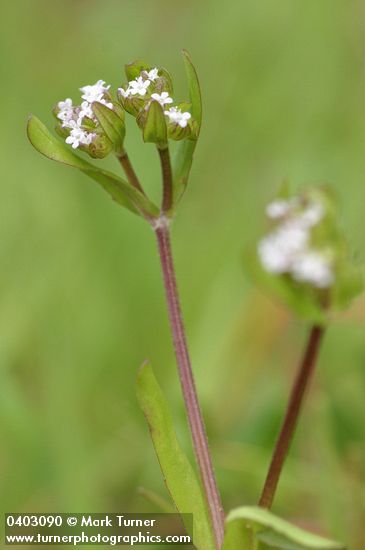 European Corn-salad blossoms detail
