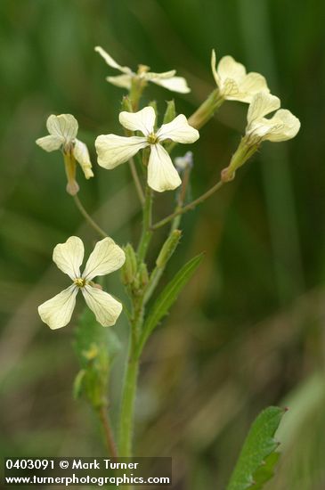 Wild Radish blossoms