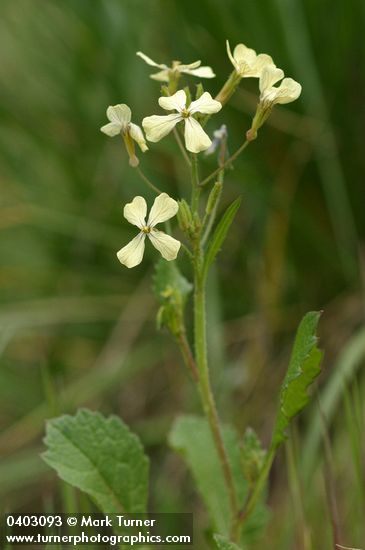 Wild Radish
