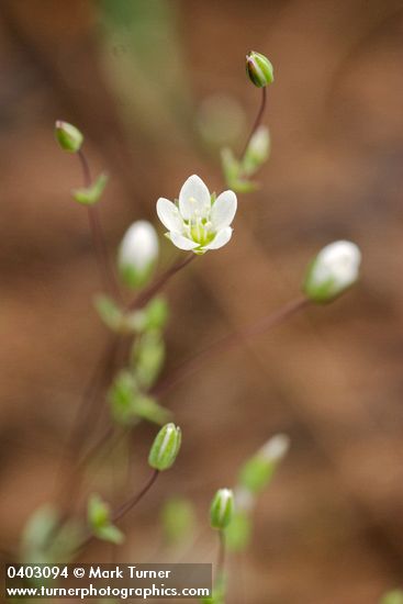 Thyme-leaf Sandwort blossom