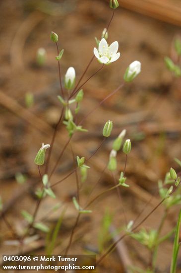 Thyme-leaf Sandwort