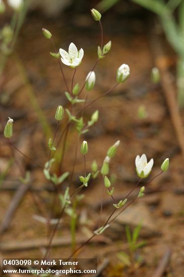 Thyme-leaf Sandwort